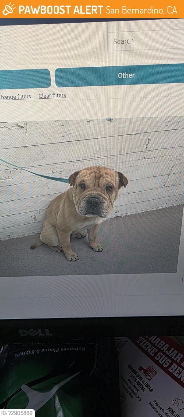 Found/Stray Male Dog last seen Over at the San Bernardino Animal shelter, San Bernardino, CA 92408
