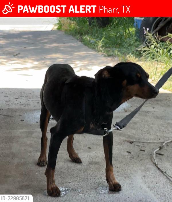 Lost Male Dog last seen E POLK AND HOUSTON, Pharr, TX 78577