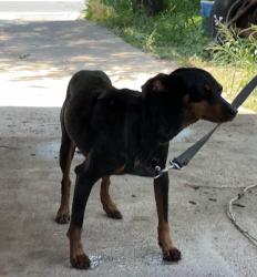 Lost Male Dog last seen E POLK AND HOUSTON, Pharr, TX 78577