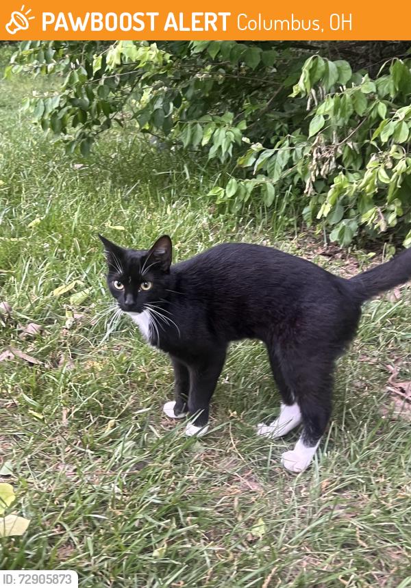 Found/Stray Unknown Cat last seen Graceful Dentistry Office, Columbus, OH 43235