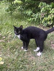 Found/Stray Unknown Cat last seen Graceful Dentistry Office, Columbus, OH 43235