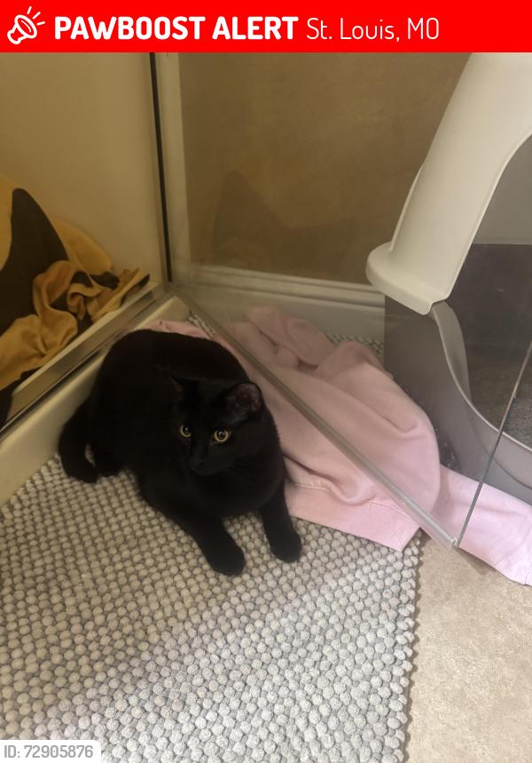 Lost Male Cat last seen Watson Trail Park, St. Louis, MO 63127