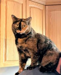 Lost Female Cat last seen Northwest boulevard , Regina, SK S4T 1G7