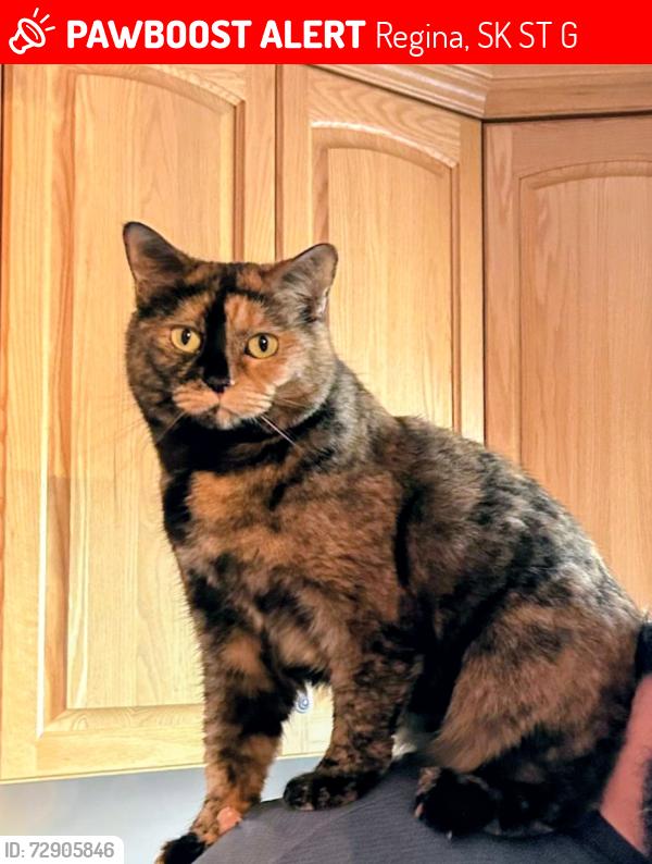 Lost Female Cat last seen Northwest boulevard , Regina, SK S4T 1G7