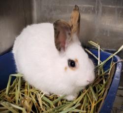 Shelter Stray Male Other last seen , Los Angeles, CA 90047