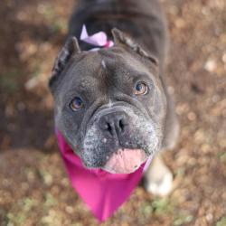 Shelter Stray Female Dog last seen Near BLOCK RIVERSIDE DR, San Antonio, TX 78227