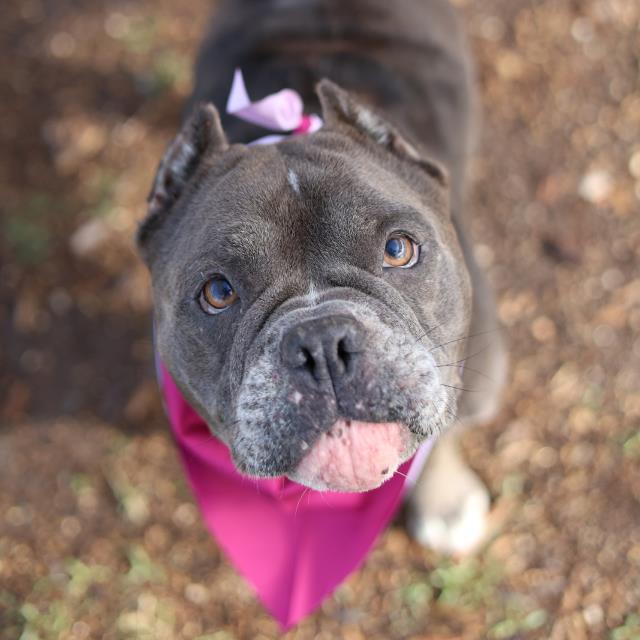 Shelter Stray Female Dog last seen Near BLOCK RIVERSIDE DR, San Antonio, TX 78227