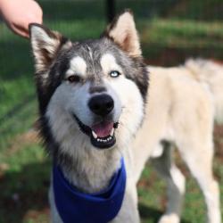 Shelter Stray Male Dog last seen Near BLOCK PECAN VALLEY, San Antonio, TX 78227