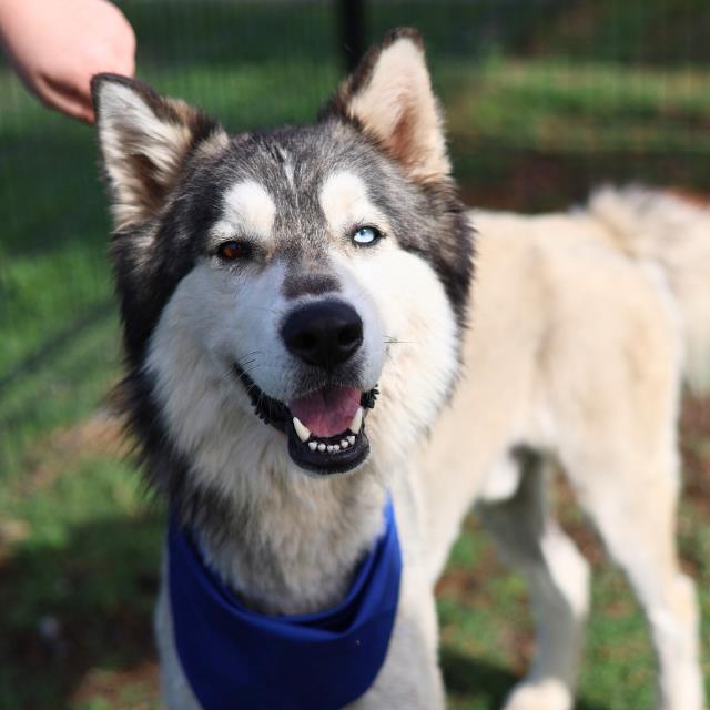 Shelter Stray Male Dog last seen Near BLOCK PECAN VALLEY, San Antonio, TX 78227