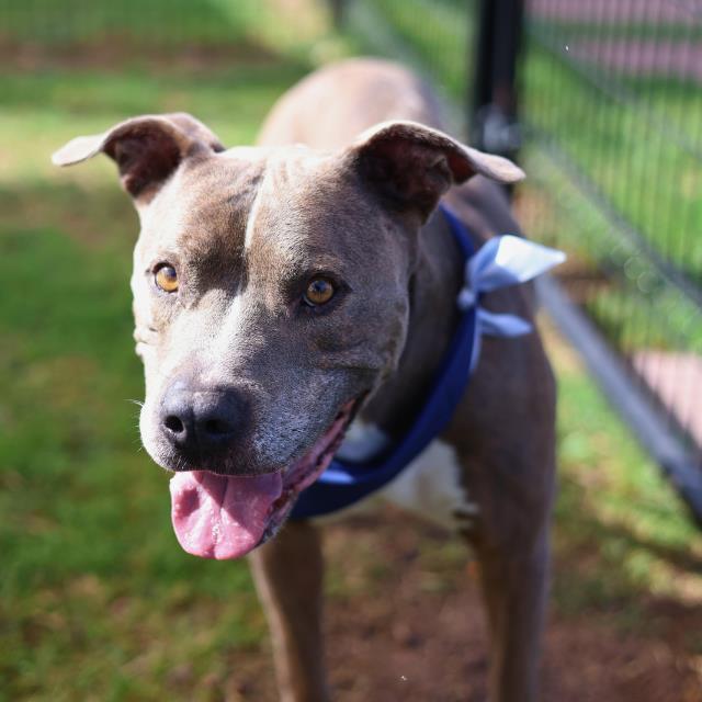 Shelter Stray Male Dog last seen Near BLOCK HAMMOND, San Antonio, TX 78227