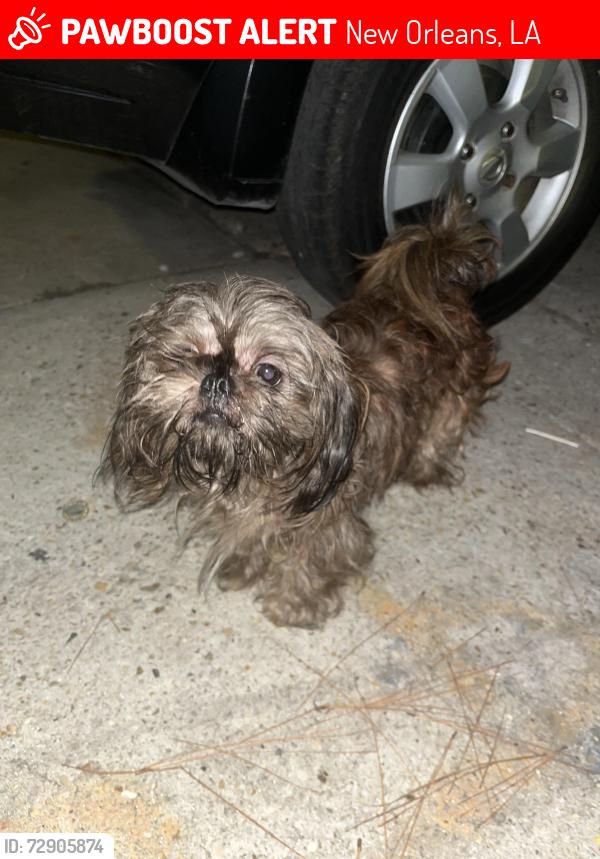 Lost Male Dog last seen Mistletoe apple st , New Orleans, LA 70118