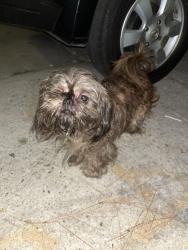 Lost Male Dog last seen Mistletoe apple st , New Orleans, LA 70118