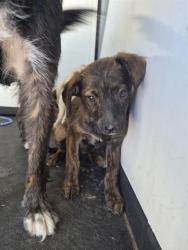 Shelter Stray Female Dog last seen Near BLK O ST, BAKERSFIELD CA, Bakersfield, CA 93307