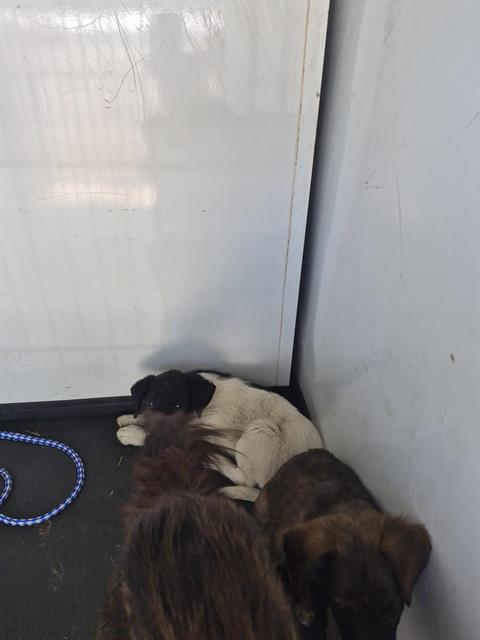 Shelter Stray Female Dog last seen Near BLK O ST, BAKERSFIELD CA, Bakersfield, CA 93307