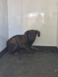 Shelter Stray Female Dog last seen Near BLK O ST, BAKERSFIELD CA, Bakersfield, CA 93307