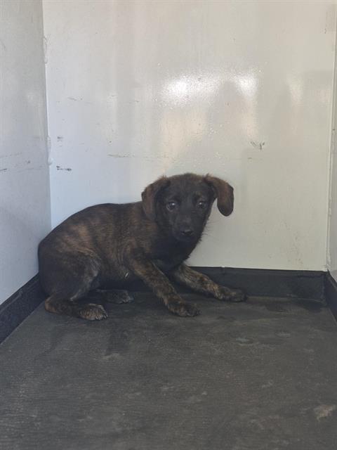 Shelter Stray Female Dog last seen Near BLK O ST, BAKERSFIELD CA, Bakersfield, CA 93307