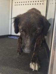 Shelter Stray Female Dog last seen Near BLK O ST, BAKERSFIELD CA, Bakersfield, CA 93307