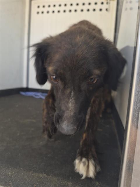 Shelter Stray Female Dog last seen Near BLK O ST, BAKERSFIELD CA, Bakersfield, CA 93307