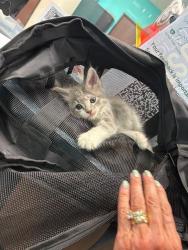 Shelter Stray Female Cat last seen COLLEGE AVE/SINGING HILLS DR, BAKERSFIELD, CA, Bakersfield, CA 93307