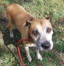 Shelter Stray Female Dog last seen Near BLOCK W HILLSBORO BLVD, DEERFIELD BEACH FL 33441, Davie, FL 33312