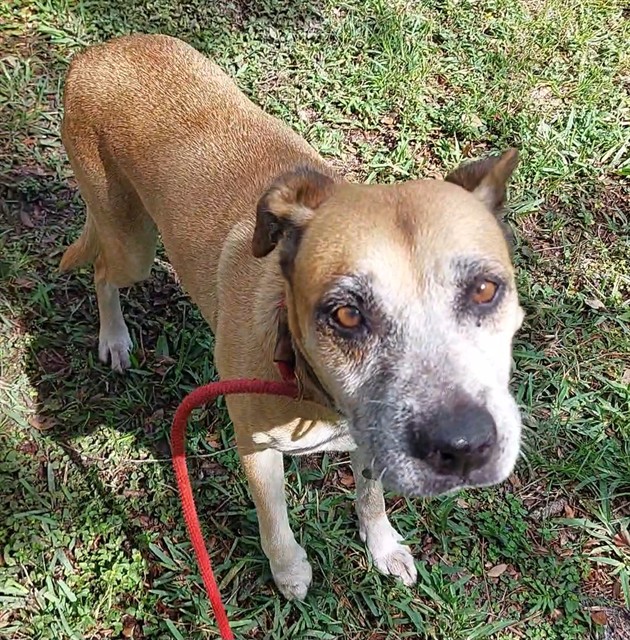 Shelter Stray Female Dog last seen Near BLOCK W HILLSBORO BLVD, DEERFIELD BEACH FL 33441, Davie, FL 33312