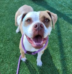Shelter Stray Female Dog last seen , Los Angeles, CA 90031