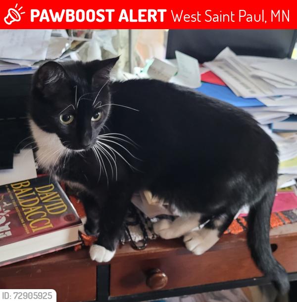 Lost Female Cat last seen Haskell Park, West Saint Paul, MN 55118
