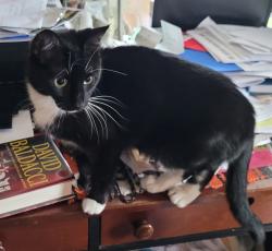 Lost Female Cat last seen Haskell Park, West Saint Paul, MN 55118