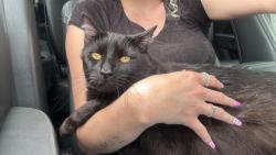 Shelter Stray Male Cat last seen WENTZVILLE, St. Peters, MO 63376