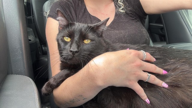 Shelter Stray Male Cat last seen WENTZVILLE, St. Peters, MO 63376