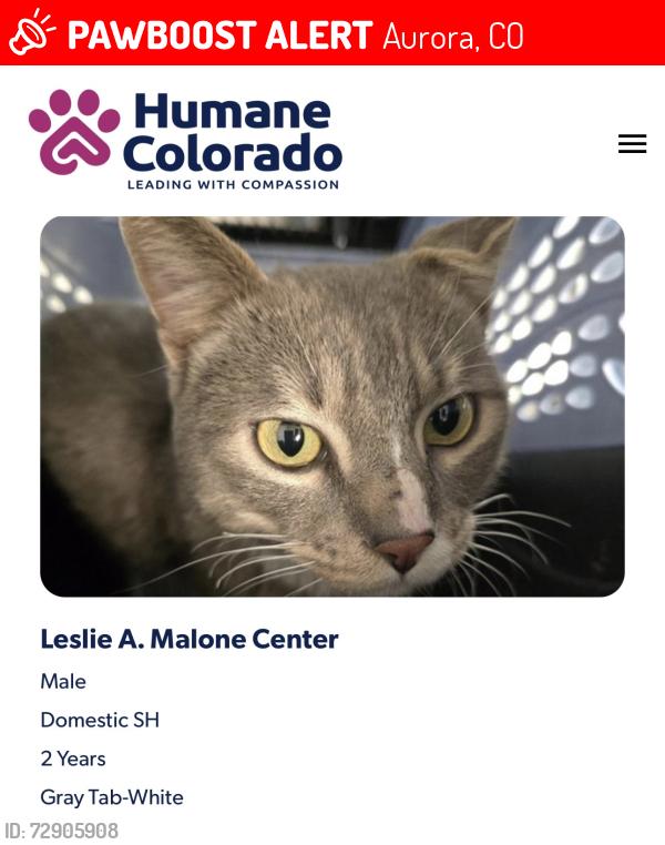 Lost Male Cat last seen Setter’s Park, Aurora, CO 80012