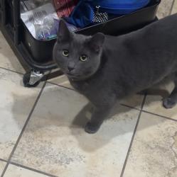 Reunited Female Cat last seen Kickapoo Dr, Fort Worth , Fort Worth, TX 76179