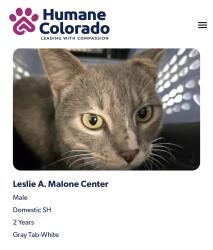 Lost Male Cat last seen Setter’s Park, Aurora, CO 80012