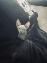 Lost Female Cat last seen RV park, Seabrook, TX 77586