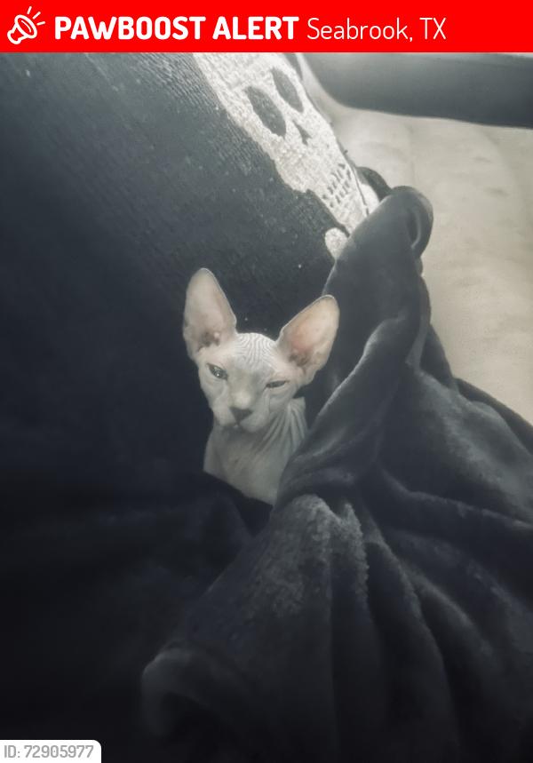 Lost Female Cat last seen RV park, Seabrook, TX 77586