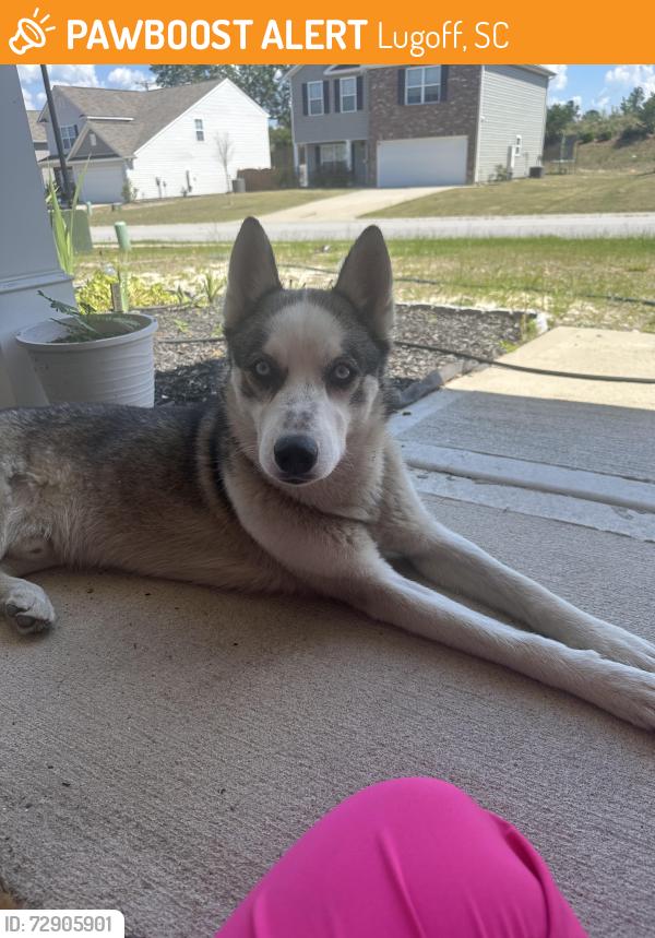 Found/Stray Male Dog last seen Larry Doby elementary school, Lugoff, SC 29078
