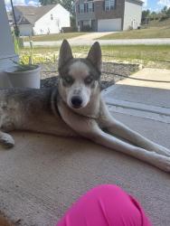 Found/Stray Male Dog last seen Larry Doby elementary school, Lugoff, SC 29078