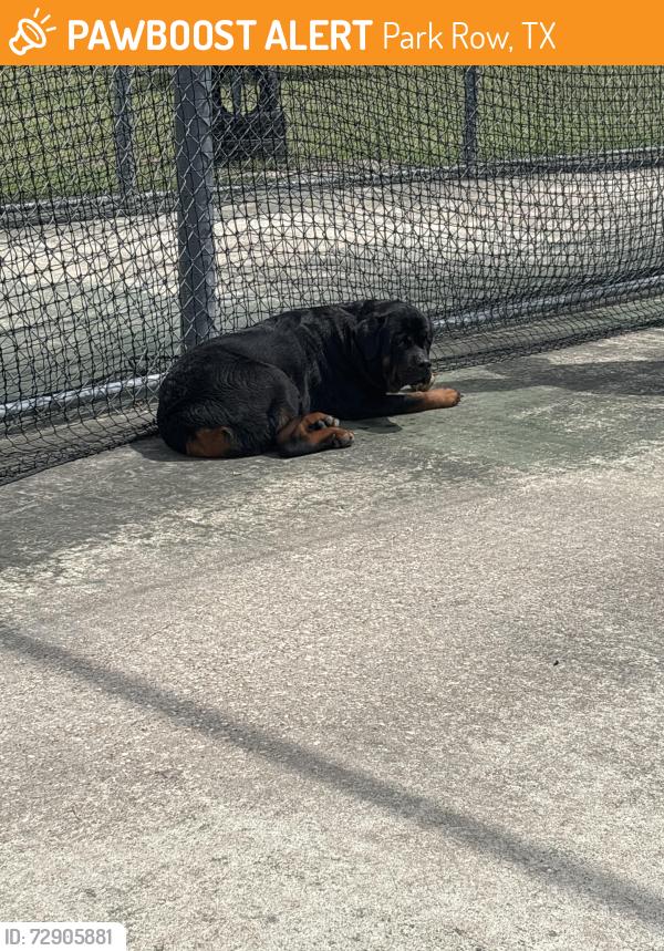 Found/Stray Female Dog last seen Dumped in the batting cages in the back of the base field , Park Row, TX 77450