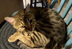 Reunited Male Cat last seen Lawton Street and East Columbia, near Madison Park, Falls Church, VA 22046