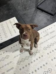Found/Stray Female Dog last seen Main Street and Fountain, Dayton, OH 45405