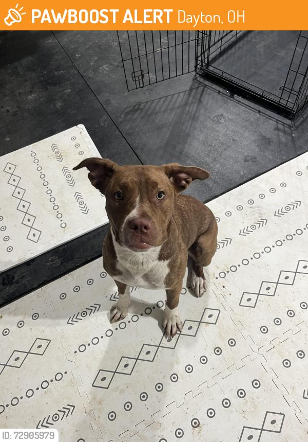 Found/Stray Female Dog last seen Main Street and Fountain, Dayton, OH 45405