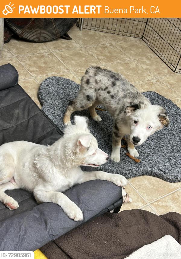 Found/Stray Male Dog last seen Knott and Ball , Buena Park, CA 90620