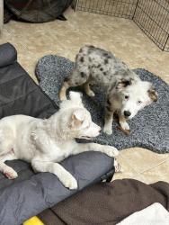 Found/Stray Male Dog last seen Knott and Ball , Buena Park, CA 90620