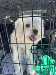 Found/Stray Male Dog last seen Bel aire and Columbus , Cupertino, CA 95014