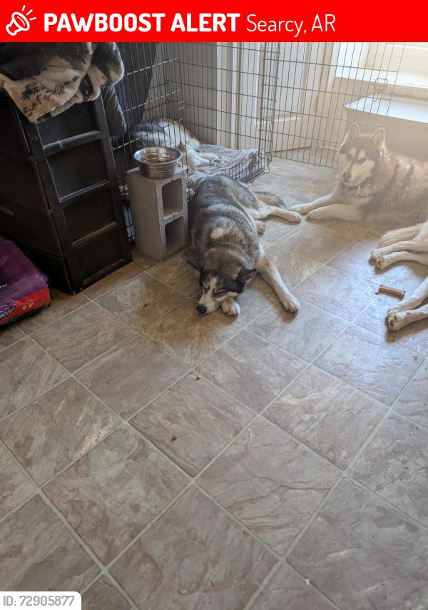 Lost Male Dog last seen Near blocks down from Calvary Baptist Church and 1509 W..Center Ave , Searcy, AR 72143