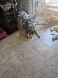 Lost Male Dog last seen Near blocks down from Calvary Baptist Church and 1509 W..Center Ave , Searcy, AR 72143