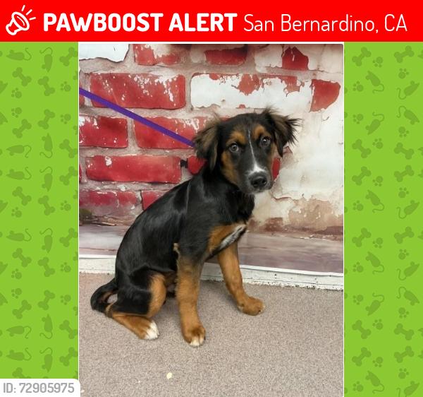Lost Male Dog last seen Over at the San Bernardino Animal shelter, San Bernardino, CA 92408