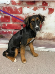 Lost Male Dog last seen Over at the San Bernardino Animal shelter, San Bernardino, CA 92408