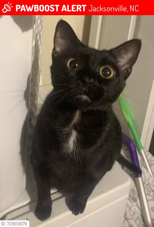Lost Female Cat last seen Seaside academy preschool , Jacksonville, NC 28540
