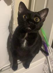Lost Female Cat last seen Seaside academy preschool , Jacksonville, NC 28540